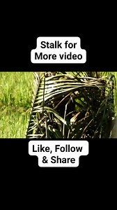 Hindi kami Nanghuhuli nito. Chinese maya o java sparrow. #pestcontrolexperts #magpapalay #lagpapalay #trendingreels #pestcontrolservice #enjoylife #pestcontrol #trending #probinsyalife #foodchain Rain Steward | Rain Steward