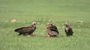 Wild Vulture Herd Eating Dead Animal Stock Footage Video (100% Royalty-free) 3531131665 | Shutterstock