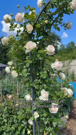 Catherine on Instagram: "She may only be a few years old but this old fashioned cupped rose is blooming beautifully. Met Blushing Pierre de Ronsard. She is a softer creamy colour with pink tones in cooler weather. Planted in winter 2023. I think I love her more than the original Pierre. #rose #roses #spring #mygarden #gardening #gardenideas #gardens #gardenmaintenance #gardencare #coolclimategarden"