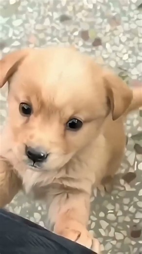 This Puppy's Voice Is Too Adorable! 🐶🥰 #Shorts #puppy #dogshorts