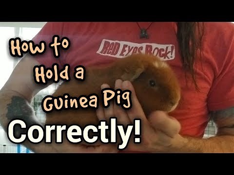 How To Hold A Guinea Pig Correctly
