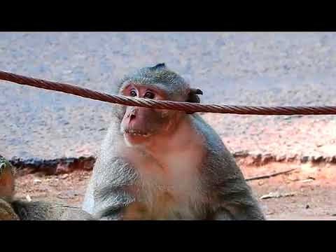 This Is What Happened To King Brutus! Video Taken Just Minutes Before He Died.