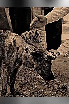 O cachorro de duas cabeças que desafiou a lógica