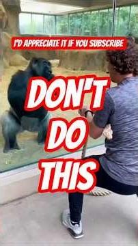 Never Make These 5 Mistakes in Front of a Gorilla (Could Trigger an Attack)