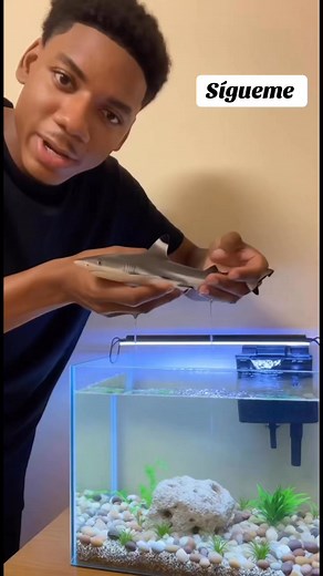 Metí mi mini-tiburón en la pecera. #parativiral #animals #parati | NovaSonics