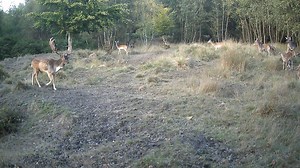 Here comes Big Buck Bob :) Recored on a trail camera. | The Forest of Dean Picture Book