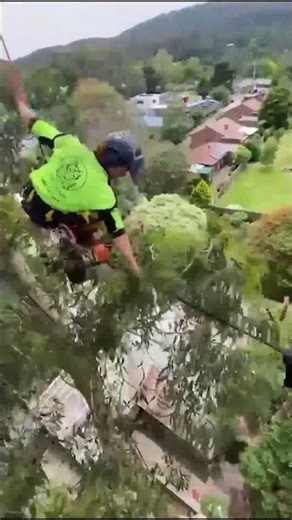 Installing Dynamic Bracing between a Trifurcated Mt Grey Gum #dandenongranges