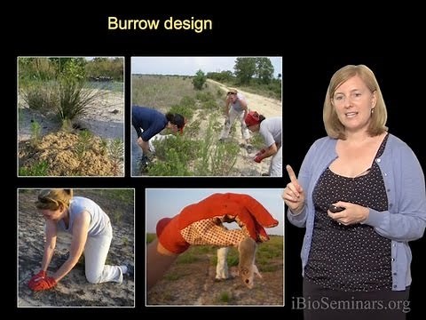 Hopi Hoekstra (Harvard University) Part 3: Genetics of Behavior