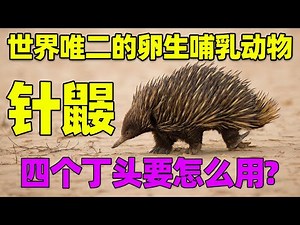 【针鼹】世界唯二的卵生哺乳动物比鸭嘴兽还奇葩!四个丁头怎么用啊How strange is the echidna, the world's only egg-laying mammal