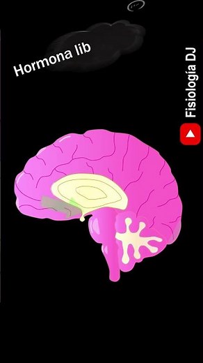 Sistema endocrino: Hormonas del hipotálamo | Fisiología del sistema endocrino