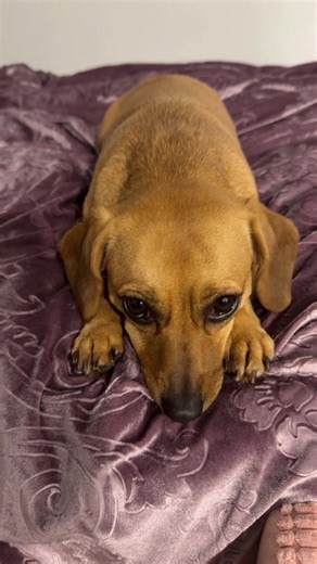 Does Lucky the Chiweenie need her own page? #dogmom #fyp #dog #puppy