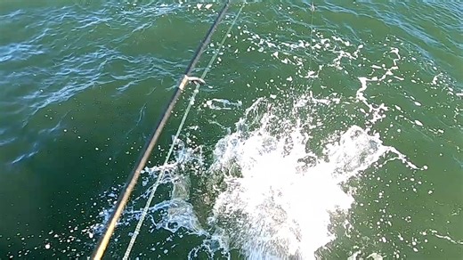 5.2K views · 93 reactions | Found this coho video from 2023 and it reminds me of how fun these fish are to catch by throwing spinners! | Basin Tackle Online | Facebook