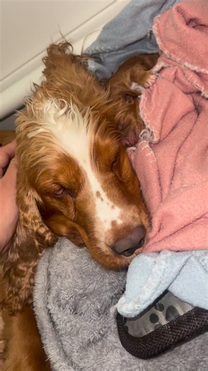 HiddenHarmonyCockers on Instagram: "The last 48 hours have been very stressful for us here at Hidden Harmony, but I wanted to share what’s been happening and continue showing the reality of breeding — the ups, the downs, and everything in between. Our little Zazu (Ahsoka - her new name) had to go to the emergency vet around 7am yesterday. She was extremely lethargic, refusing food, not taking supplement milk, and just looking very weak. The vet suspected aspirational pneumonia, which essentially