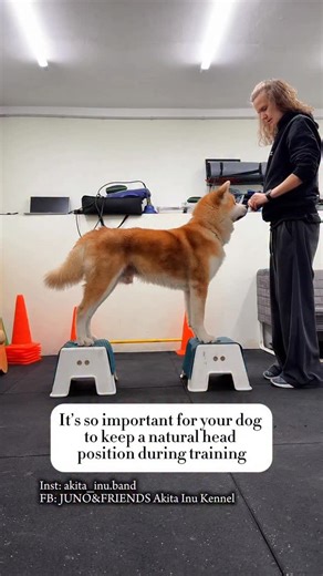 It’s so important for your dog to keep a natural head position during training. And not only while standing — but also during movement, balance work, or any exercise. Because even small head changes shift the whole body balance 💪 . . . #DogFitness #Posture #NeutralHead #CanineConditioning #akita_inu_band | Juno&Friends Akita Inu Kennel