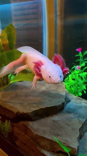 Baby Axolotl Jumping Off Leaf: Adorable Moments