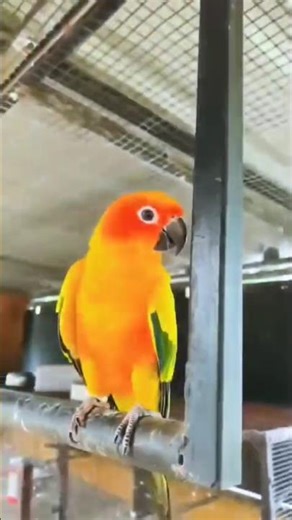 SUN CONURE//🦜birds/parrot/birds sound