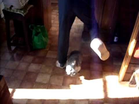 Killer Wombat Attack