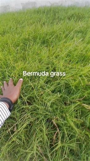 ‏Bermuda grass (Cows kurde).