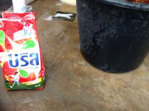 Venomous - (Poisonous) Centipede in Thailand