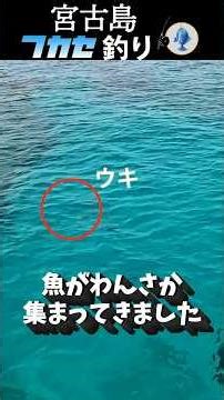 コマセききまくり〜www釣り #フカセ釣り #宮古島