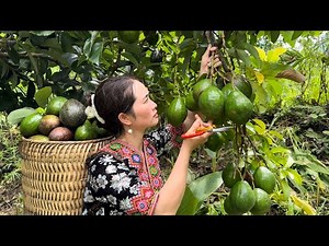 Harvesting Wild Avocados Goes to the market sell- Vàng Hoa