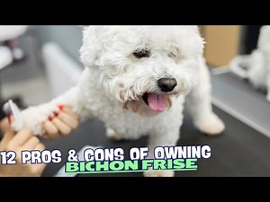 12 Pros & Cons of Owning a Bichon Frise??