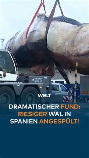WELT Nachrichtensender on Instagram: "Ein 21 Meter langer, 30 Tonnen schwerer Wal ist im Hafen von A Coruña angespült worden. Spezialteams mussten das Tier zerteilen, um es mit einem Kran bergen zu können. Biologen entnahmen Proben zur Klärung der Todesursache. Der Kadaver soll vollständig incineriert werden. #weltnachrichtensender"