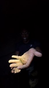 These Giant House Centipede (Thereuopoda longicornis) in the caves of Indonesia were insane! 🇮🇩😦🇮🇩😦🇮🇩😦🇮🇩😦🇮🇩😦🇮🇩😦🇮🇩😦🇮🇩😦🇮🇩😦🇮🇩 #wildlife #nature #instagramreels #naturephotography #wildlifeplanet #animals #wildlifewarriors #wildlifephoto #wild #animal #naturelovers #wildlifeonearth #steveirwin #wildlifeofinstagram #wildlifeconservation #wildlifeperfection #insect #reels #wildlifeaddicts #turtle #savetheturtles #natgeo #turtles #snakesofinstagram #turtles #conservation #m
