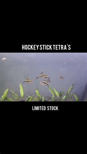 hockey stick tetra #tetrafish #plantedtank #plantedtanksetup #smallfishes