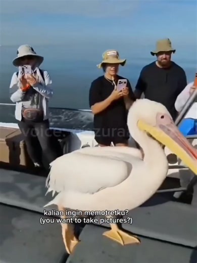 Japanese Dubbing Clips for Your Enjoyment