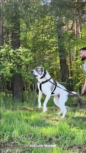 Aggressive Guard Dog Training video