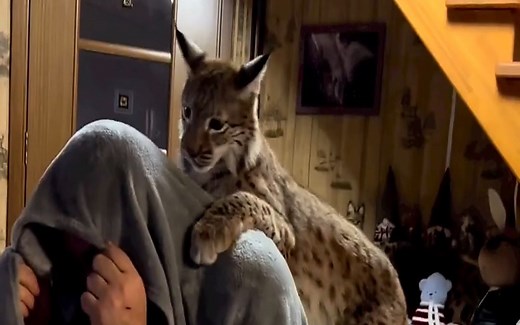 猞猁玛尔斯和Marusya/爱丽丝和宠物猪一起睡觉