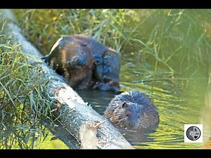 Castor du Canada/American Beaver