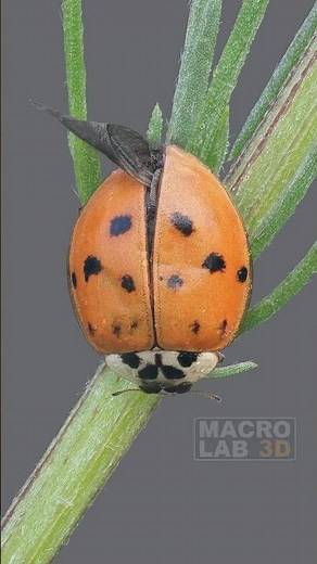 Asian Lady Beetle: Slowed down cawing crows sound like a dangerous predator.