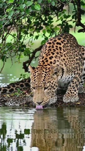 #Thirsty Leopard in Yala National Park 🇱🇰#
