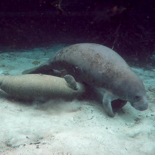 Family reunions at the elephant household might look a lot different than you would think. Did you know that the Florida manatee, Florida’s state marine mammal, is a distant aquatic relative of the elephant? Both known as gentle giants, manatees can get up to 1,800 pounds – not quite as hefty as their elephant cousins! Happy #ManateeAwarenessMonth! Learn more: https://dfnd.us/4qpmoTJ | Defenders of Wildlife