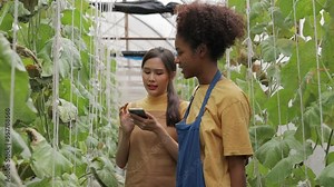 Two women farm Japanese melons. Honey melon or cantaloupe in the greenhouse Checking the quality. The concept of modern farming. Clean, non-toxic food. Fruit or health care.