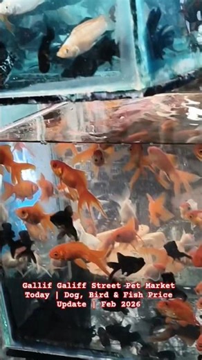 Galiff Street Pet Market Today | Dog, Bird & Fish Price Update | Feb 2026 #petmarket
