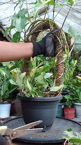 SYNGONIUM ALBO MAKEOVER Mamalyn's Garden #plantcare #syngonium #makeover #gardening #homegardening #happygardening #HomeGarden #plamom | Mamalyn's Garden