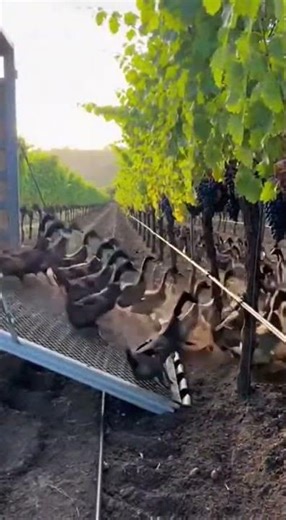 Ducks Replaced the Pesticide Bill