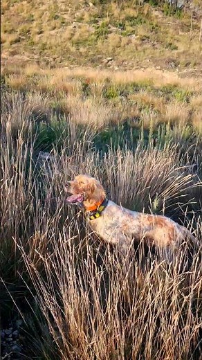 ♥️ ENGLISH SETTER DOG PUPPIES. HUNTING 🐶🏹🤩