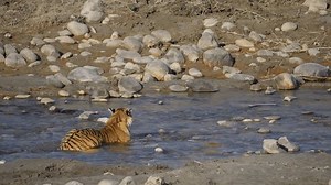 Beautiful Bengal Tiger Crossing Water Body Stock Footage Video (100% Royalty-free) 1106850735 | Shutterstock