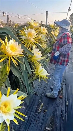The Secret Behind Year-Round Dragon Fruit Farming! 😳🐉🍈#shorts #trending #viralvideo