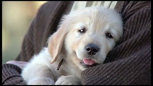 Ça sent le printemps sur Yoopa! | Yoopa