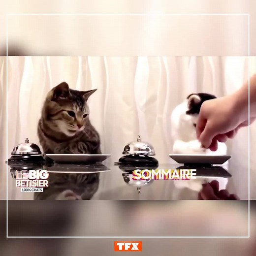 🚨 Ce qui vous attend demain à 21h05 dans Le Big Bêtisier 100% Chats 🚨 😹Un bêtisier entièrement consacré à nos boules de poils préférées 😍⤵️ | TFX