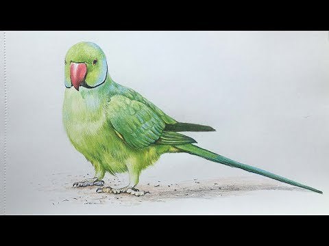 Parrot Drawing in Color Pencils | Bird Drawing | Camlin Color Pencil
