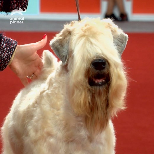 68K views · 446 reactions | It takes a lot to be "Best In Show" See who'll snatch that title on AKC National Championship presented by Royal Canin, New Year's day at 6PM ET. #TeamDog #AKCDogShow | Animal Planet | Facebook