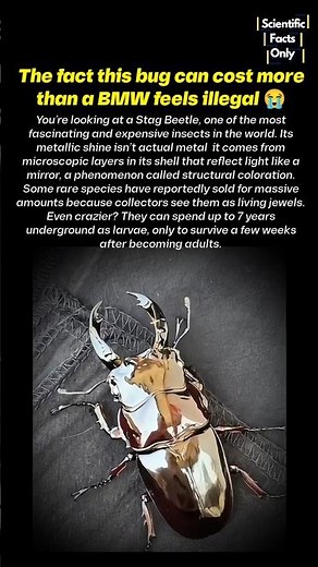 The $90,000 Beetle: Nature’s Most Expensive Insect! 🪲