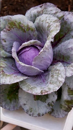 Red Cabbage Care #gardening #growyourownfood #homegarden #vegetablegarden