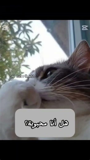 هاي الأسئلة صح ولا خطأ🤕 #happynewyear #اكسبلور #haveitoldyoulatelythatiloveyou #cat